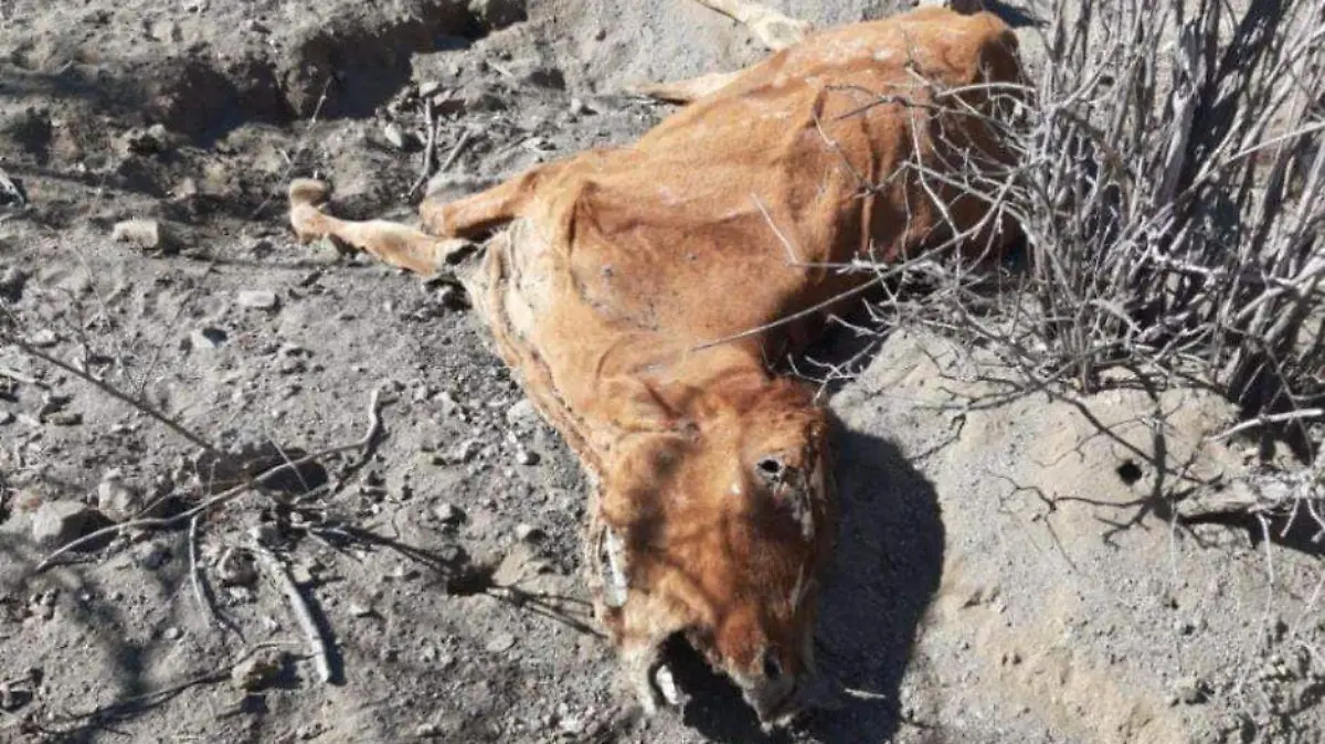 Ganado muerto sequía BCS